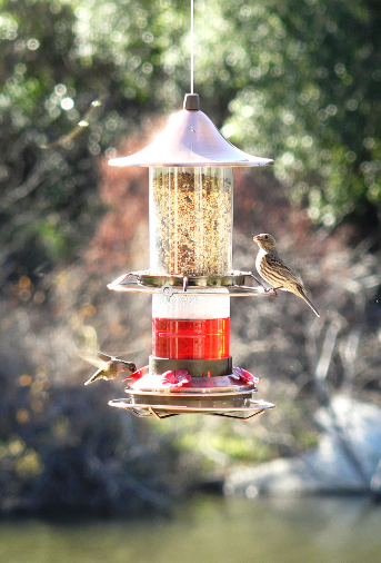 2 in 1 Hummingbird & Bird Seed Feeder